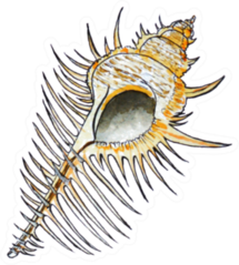 Watercolor Illustration Seashells Summershell Sticker