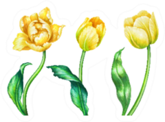 Watercolor Illustration Three Yellow Tulips Sticker
