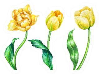 Watercolor Illustration Three Yellow Tulips Sticker