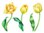 Watercolor Illustration Three Yellow Tulips Sticker