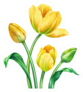 Watercolor Illustration, Yellow Spring Tulips Sticker