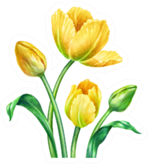 Watercolor Illustration, Yellow Spring Tulips Sticker