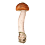 Watercolor Image Of Red Cup Mushroom Sticker