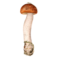 Watercolor Image Of Red Cup Mushroom Sticker