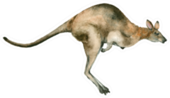 Watercolor Kangaroo Isolated Sticker