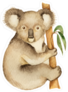 Watercolor Koala Sticker