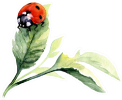 Watercolor Ladybug Drawing Sticker