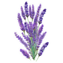 Watercolor Lavender Bunch Sticker