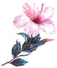 Watercolor Light Pink Hibiscus Sticker