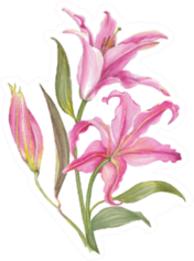 Watercolor Lily Flowers In Pink Sticker