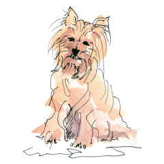 Watercolor Maltese Sketch Sticker