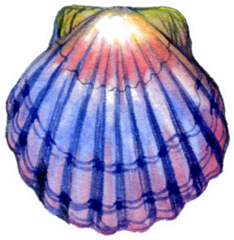 Watercolor Ocean Shell In Color Sticker