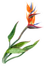 Watercolor Painted Bird Of Paradise With Leaves Sticker