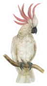Watercolor Painting Cockatoo Bird Sticker