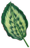 Watercolor Painting Green Leaf Sticker