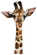 Watercolor Painting Of Baby Giraffe Sticker
