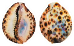 Watercolor Painting Of Tiger Cowrie Seashells Sticker