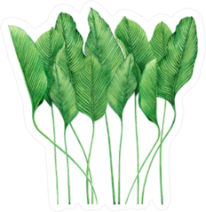 Watercolor Palm Fronds Sticker