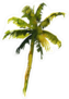Watercolor Palm Tree Hand Painted Sticker