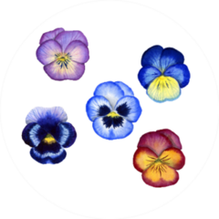 Watercolor Pansy Flowers Compilation Sticker