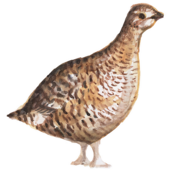 Watercolor Partridge Sticker