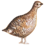 Watercolor Partridge Sticker