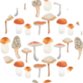 Watercolor Pattern With Various Mushrooms Sticker