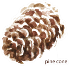 Watercolor Pine Cone Sticker