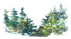 Watercolor Pine Trees Background Sticker