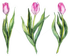 Watercolor Pink Tulip Flower Nature Set Sticker