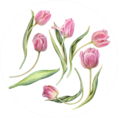 Watercolor Pink Tulips Sticker