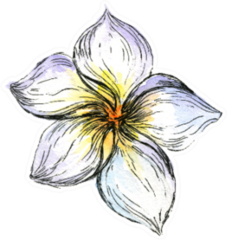 watercolor Plumeria Flower Isolated On White Sticker