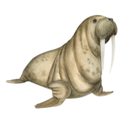 Watercolor Polar Arctic Walrus Sticker