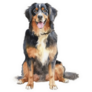Watercolor Portrait Berner Sticker
