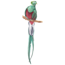 Watercolor Quetzal Sticker