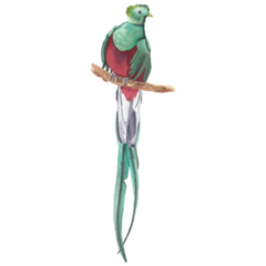 Watercolor Quetzal Sticker