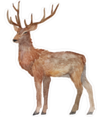 Watercolor Realistic Deer Sticker