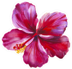 Watercolor Red Hibiscus Sticker
