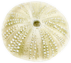 Watercolor Round Seashell Sticker