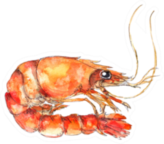 Watercolor Sea Food Illustration Painting Shrimp Sticker