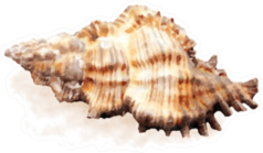 Watercolor Sea Shell Realistic Sticker