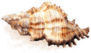 Watercolor Sea Shell Realistic Sticker