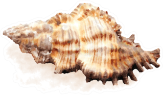 Watercolor Sea Shell Realistic Sticker