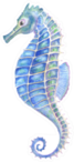 Watercolor Seahorse, Blue Sticker