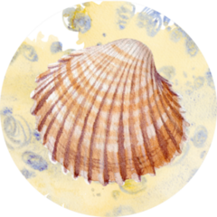 Watercolor Seashell On Sand Sticker