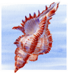 Watercolor Seashell On Square Waves Sticker