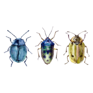 Watercolor Set Of Beetles Insect Sticker