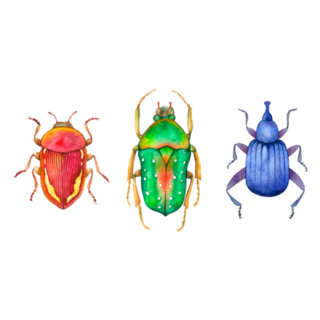 Watercolor Set Of Colorful Beetles Sticker
