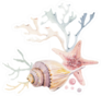 Watercolor Set Of Seashells and Starfish Sticker