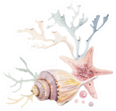 Watercolor Set Of Seashells and Starfish Sticker